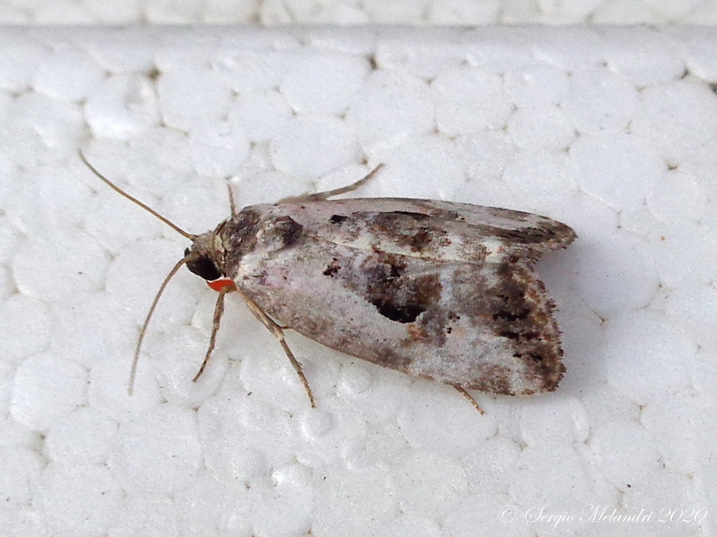 ID Falena: Elaphria venustula - Noctuidae